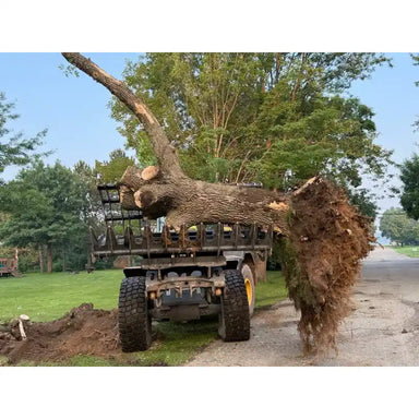 Yellow skid steer loader carrying large uprooted tree with roots and soil along roadside near grass and trees